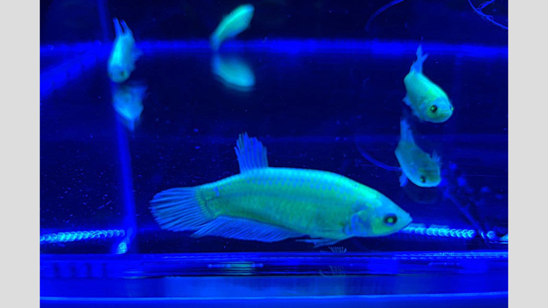 押収された遺伝子が組み換えられた熱帯魚のベタ＝１７日、東京都練馬区